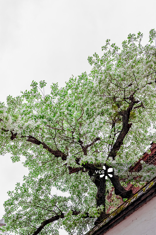 衣锦坊前雪倾城，千年流苏守巷深图片素材