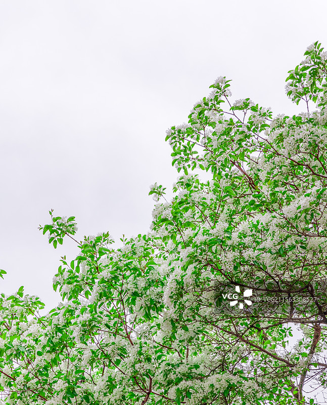 衣锦坊前雪倾城，千年流苏守巷深图片素材