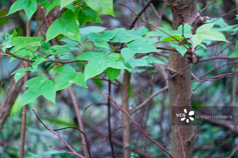 绿色枫叶枫树枫叶剪影图片素材