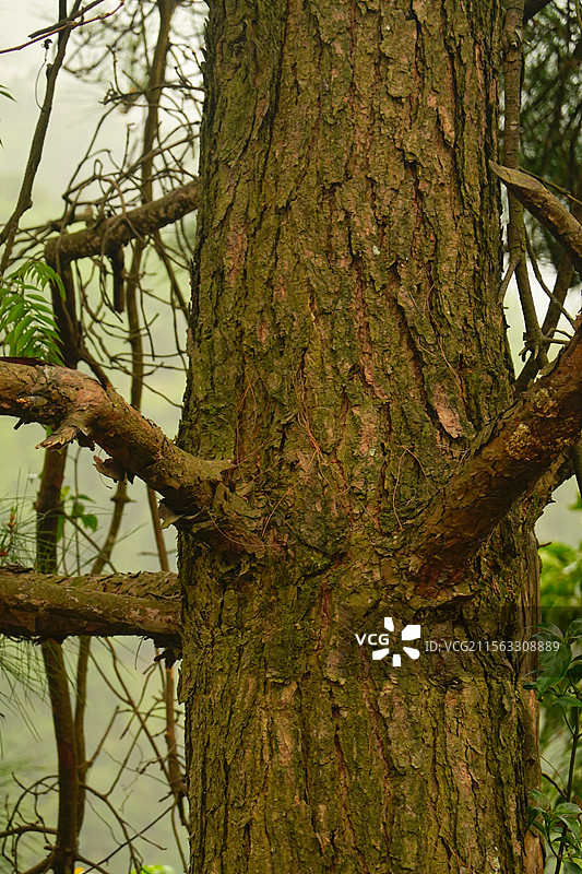 松树树皮纹理松树林图片素材