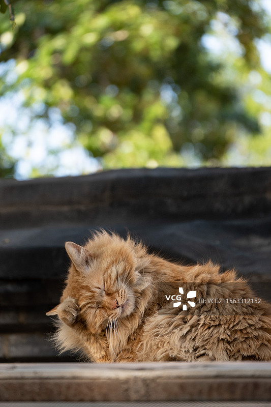 长毛狮子猫图片素材