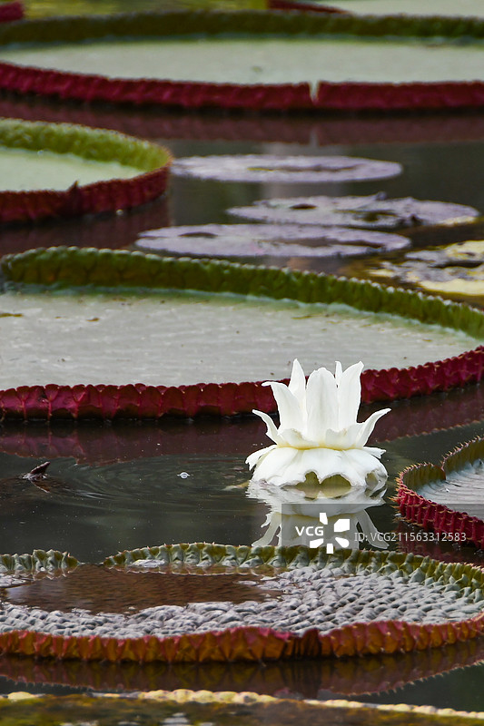 池塘里的王莲图片素材