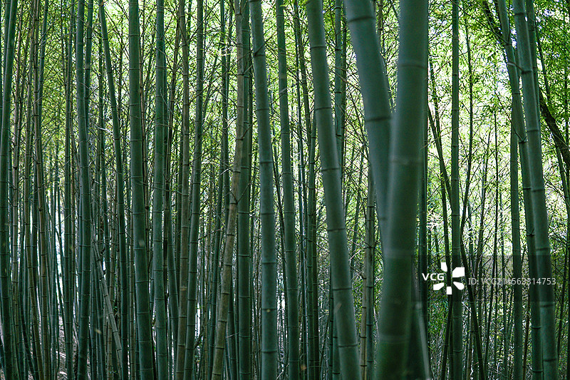绿色竹林特写图片素材