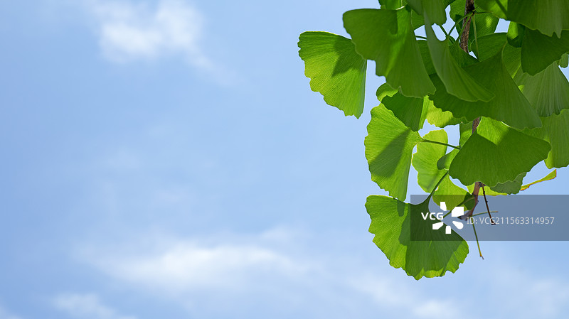 蓝天白云下的银杏树叶图片素材