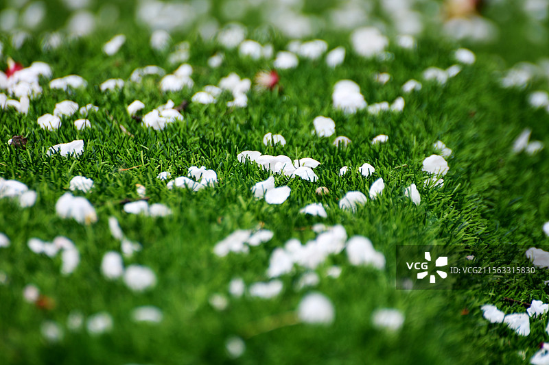 落英缤纷图片素材