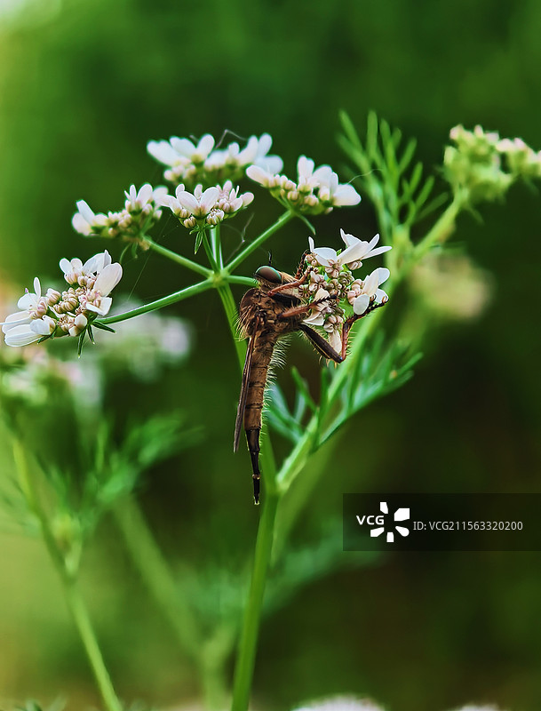 食虫虻图片素材