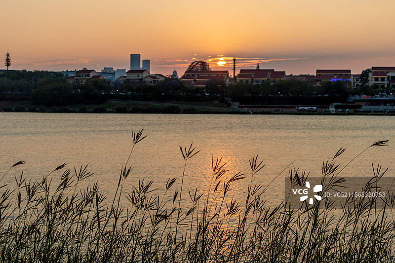 日落时分邕江边虎尾草图片素材