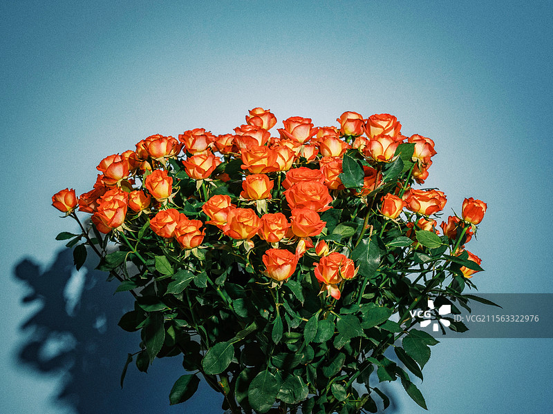 一捧玫瑰图片素材