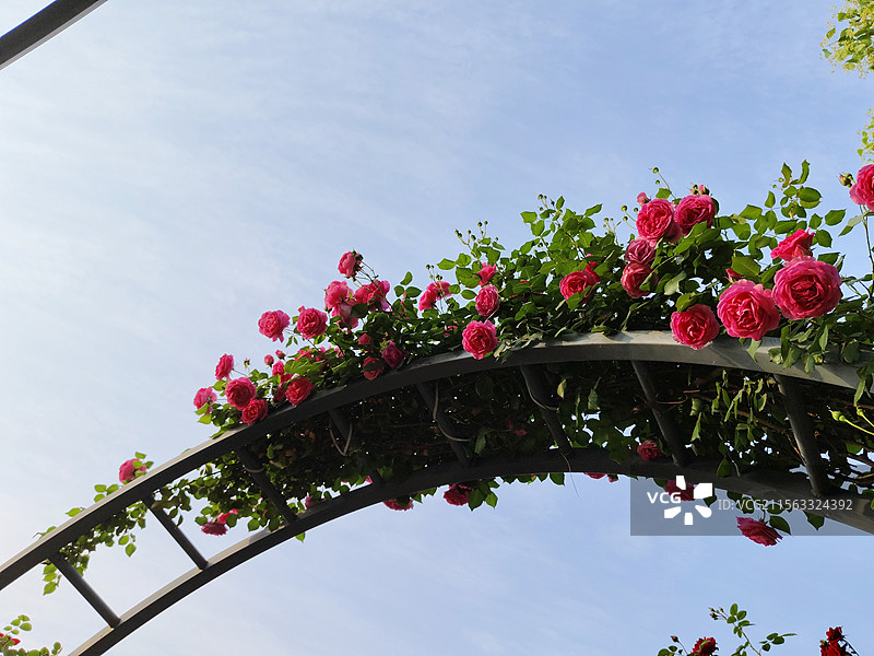 武汉杨春湖公园 蓝天映衬下 月季花 花园拱门图片素材