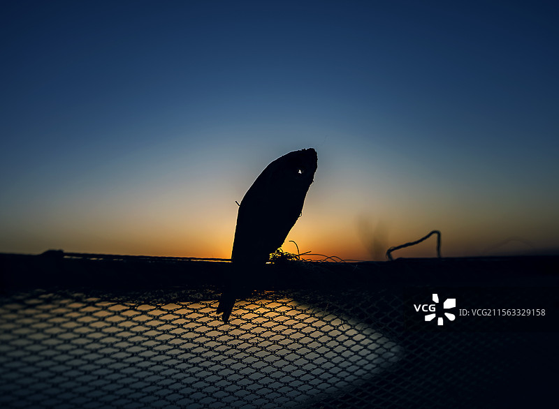 一条鱼挂在夕阳的网上图片素材