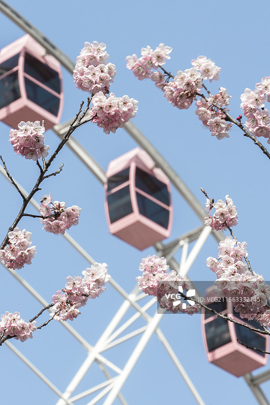上海宝山区顾村公园春季植物樱花粉色摩天轮浪漫风景图片素材