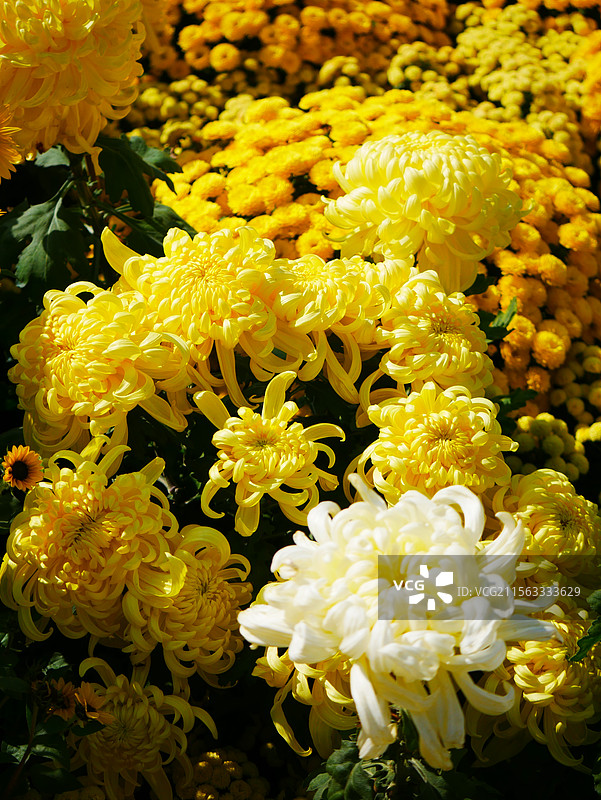 秋日里的菊花展图片素材