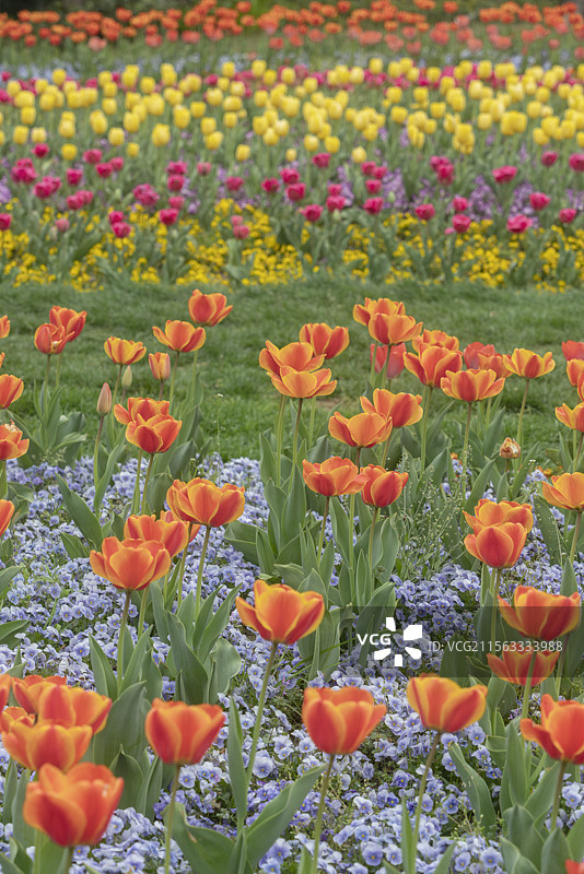 上海徐汇南园滨江绿地公园春季植物郁金香风景图片素材