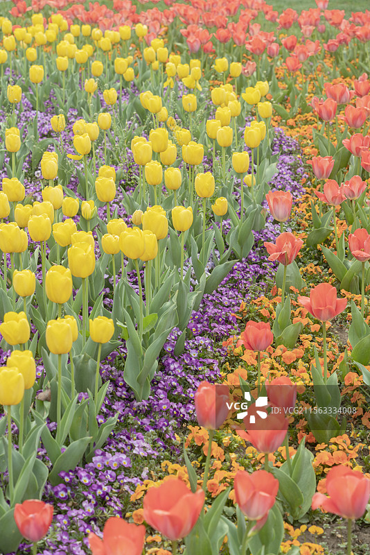 上海徐汇南园滨江绿地公园春季植物郁金香风景图片素材