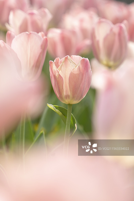 上海徐汇南园滨江绿地公园春季植物郁金香风景图片素材