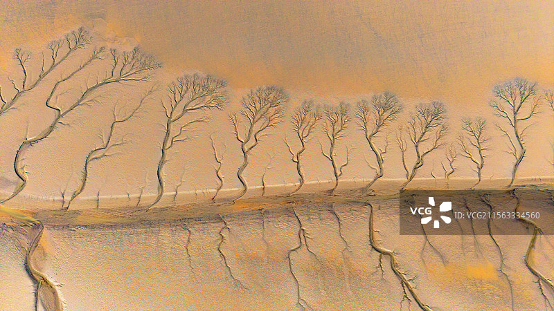 海宁潮汐树与苏绍大桥图片素材