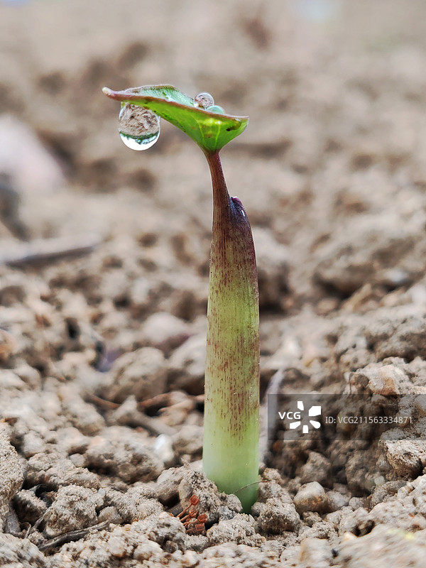 破土而出的新芽图片素材