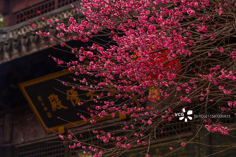 南浔广惠宫红梅图片素材