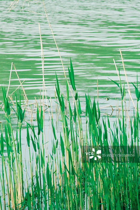 江苏省金湖县柳树湾湿地多视角组图素材图片素材