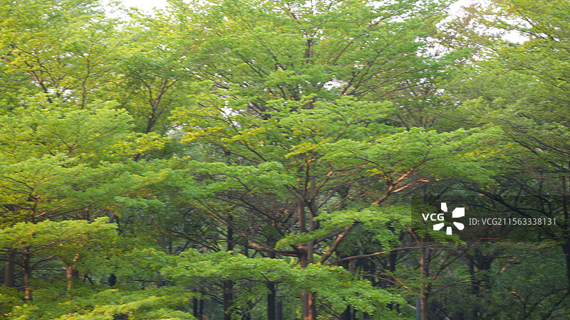 春天小叶榄仁绿色叶子背景图片素材