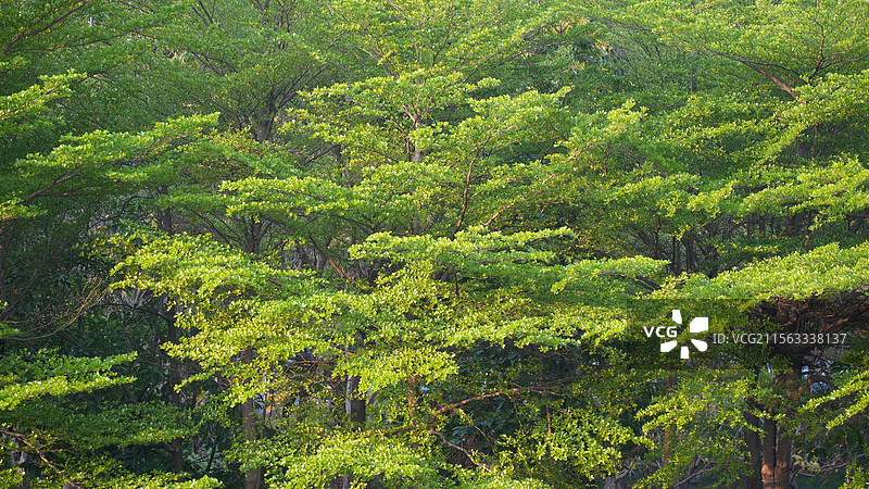 春天小叶榄仁绿色叶子背景图片素材