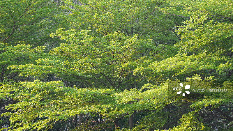春天小叶榄仁绿色叶子背景图片素材