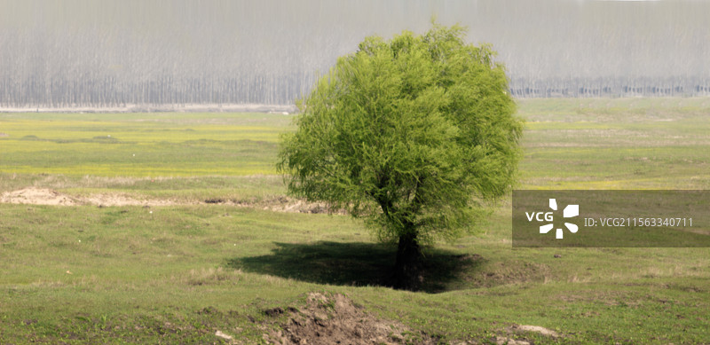 春风吹绿柳树图片素材