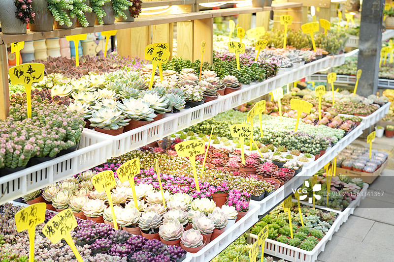 深圳荷兰花卉小镇的多肉盆栽小店展架图片素材