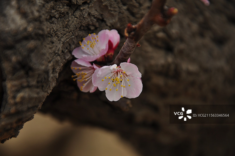 杏花图片素材