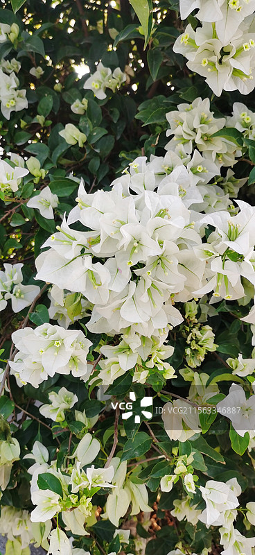 簇拥的白色三角梅图片素材