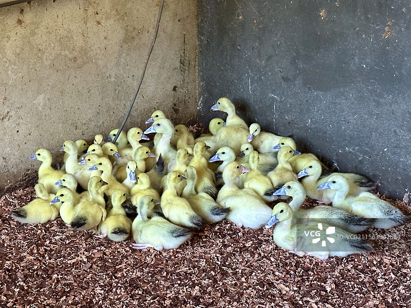 斐济 劳卡拉私人岛 COMO Laucala 农场小鸭子 一群黄色幼崽图片素材