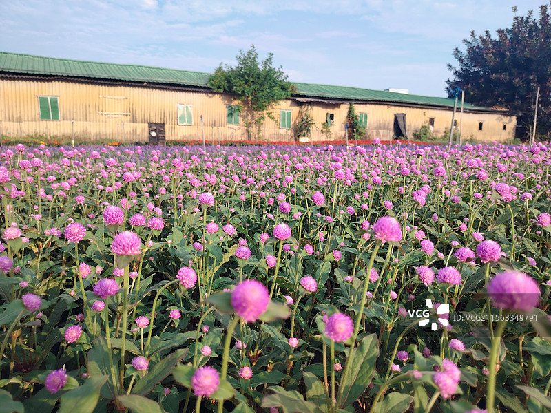 郊野农场一角竞放的千日红图片素材