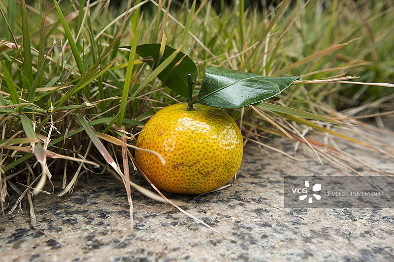 黄色的橘子落在草丛里图片素材