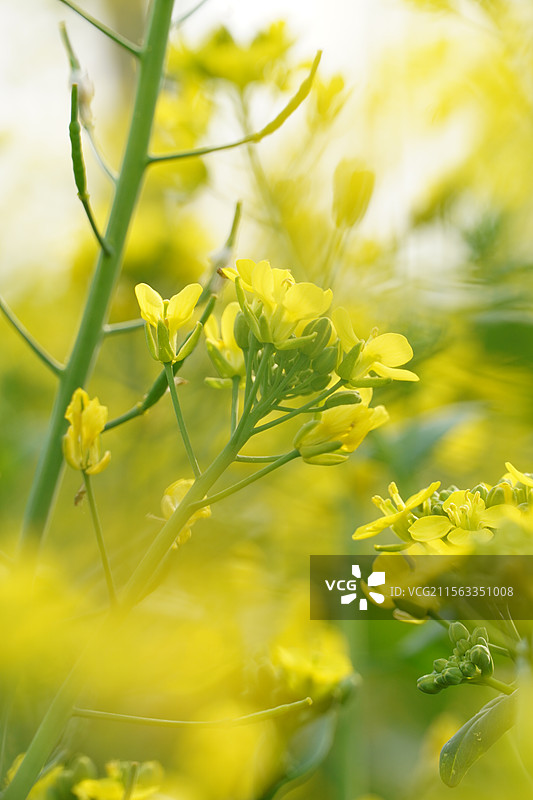 清新春日海报——盛开的金色油菜花图片素材