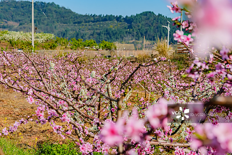 蓝天下的龙泉山桃花林粉色桃花特写图片素材