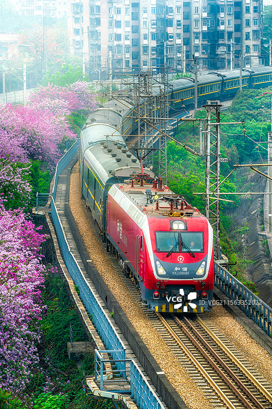 柳州广雅桥上拍摄和谐号列车穿梭紫荆花花海图片素材