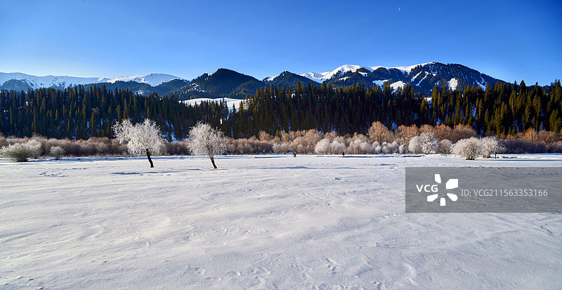 中天山巩乃斯林场的冬天图片素材