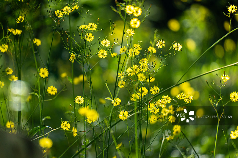 黄鹌菜图片素材