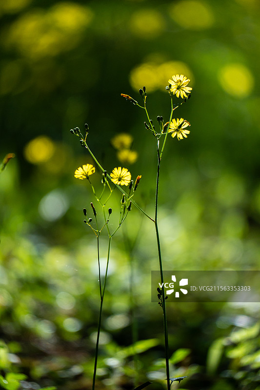 黄鹌菜图片素材