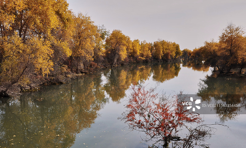 轮台胡杨林公园秋色图片素材