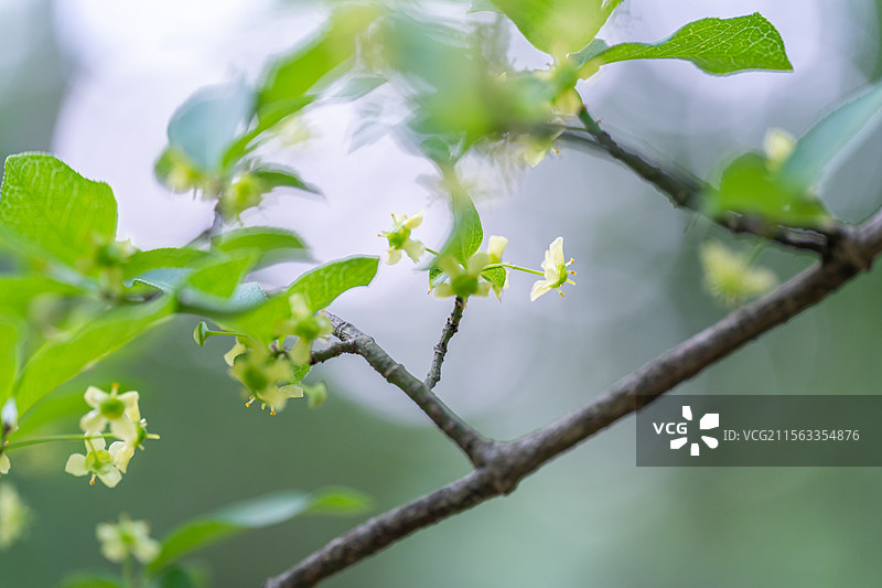 卫矛花图片素材