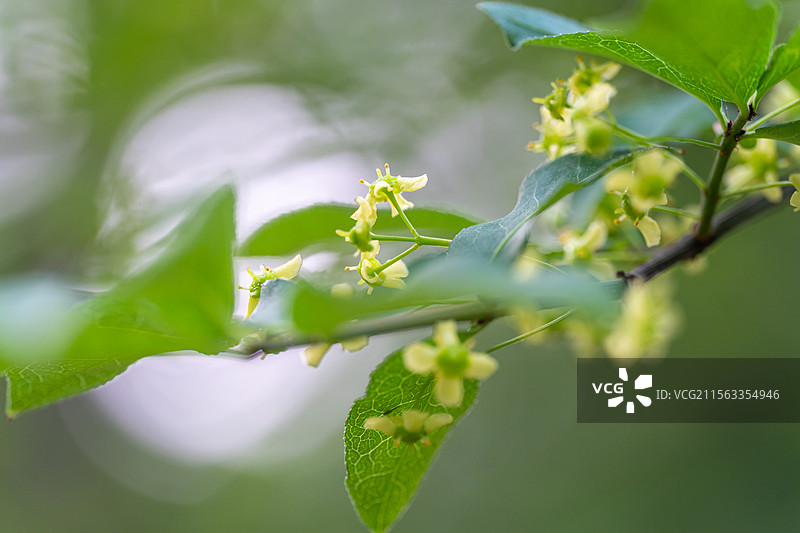 卫矛花图片素材