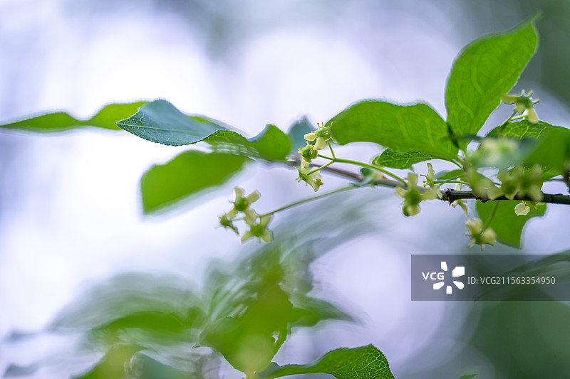 卫矛花图片素材