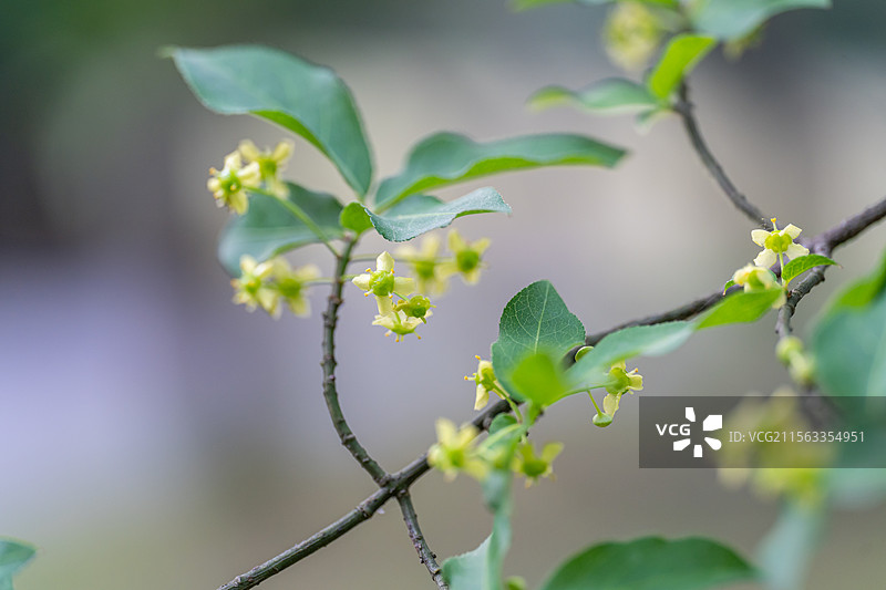 卫矛花图片素材