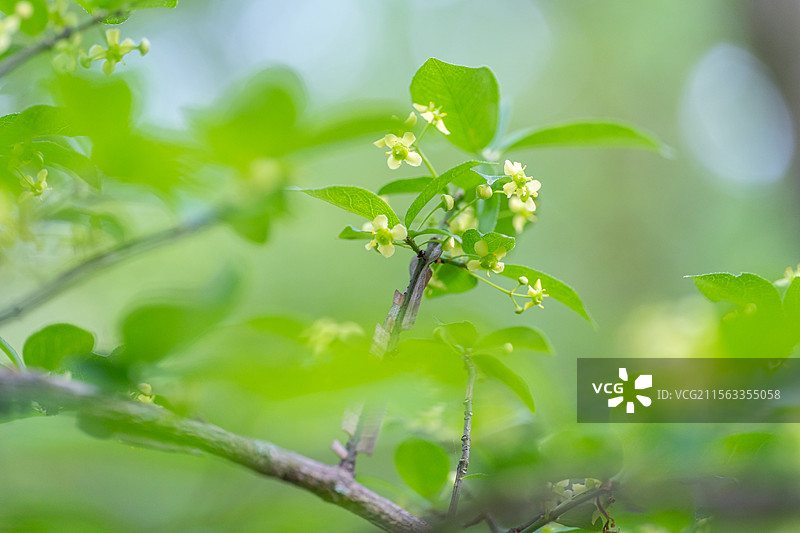 卫矛花图片素材