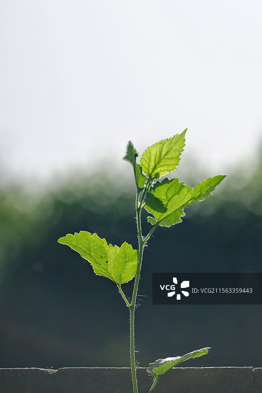 春天晨光中的小桑树苗。桑叶。桑葚树图片素材