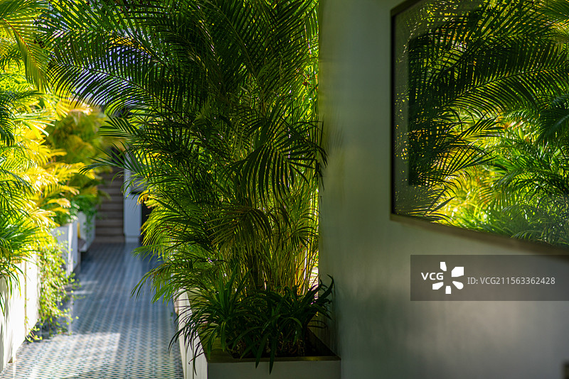 柬埔寨重要旅游城市暹粒的高档酒店中热带植物簇拥的美丽回廊图片素材