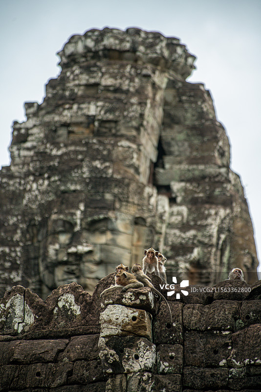 柬埔寨暹粒著名旅游景区世界文化遗产吴哥古迹中的巴戎寺庙塔上的四面佛（梵天）形象和猴群图片素材