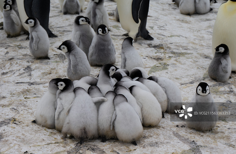 抱团取暖—一群小帝企鹅围在一起保暖图片素材