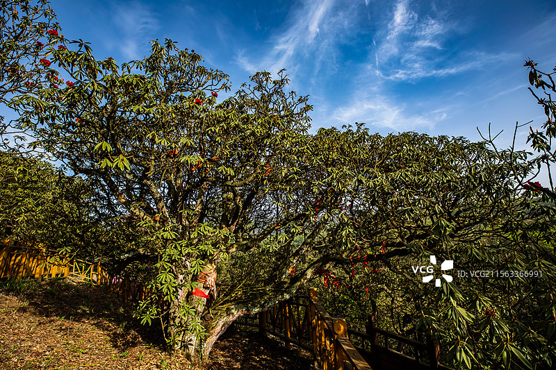 戛木马缨王—毕节戛木中寨村的古杜鹃树图片素材